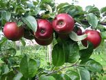 Õunapuud